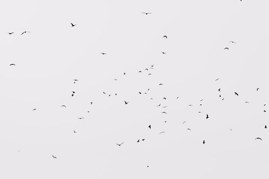 a flock of seagulls in flight on a white background