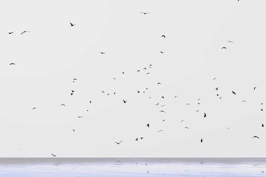 a flock of seagulls in flight on a white background over the sea