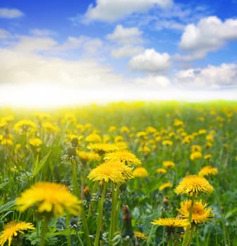 dandelion field