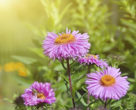 asters in the garden