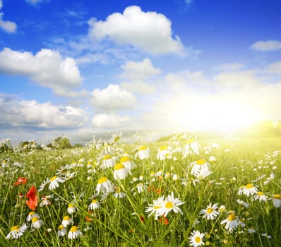 field of flowers, summer landscape