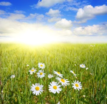 field of daisies and blue sky