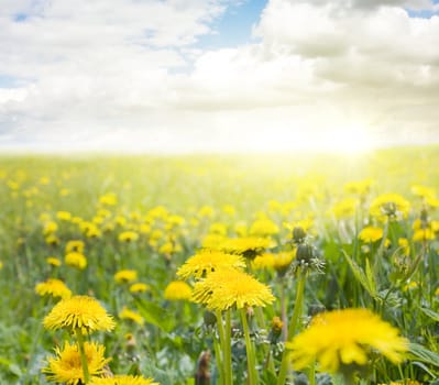 dandelion field