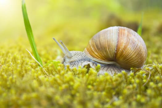 snail in the moss