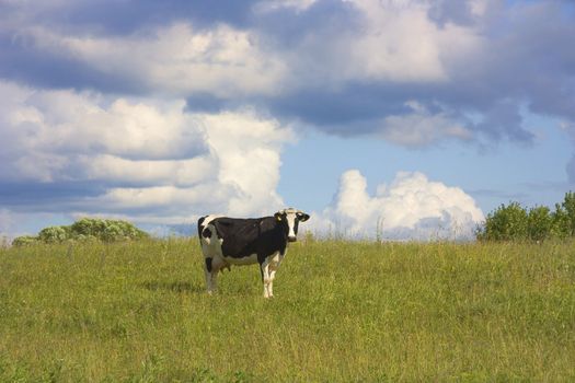 cow on the meadow