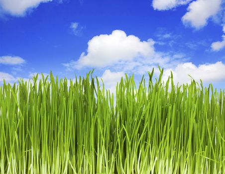 green grass, blue sky