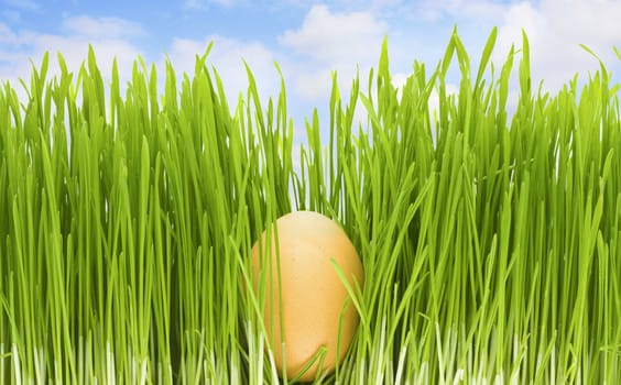 egg in grass, blue sky