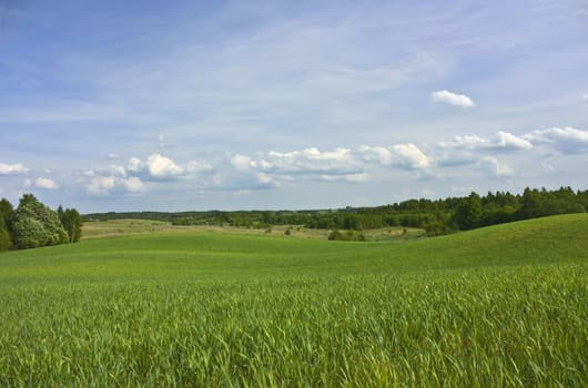 summer landscape