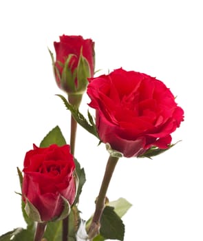 Three rose, isolated on a white background