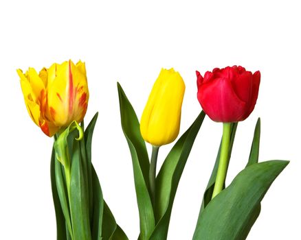 red, yellow tulips, isolated