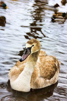 young swan