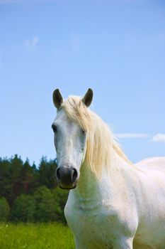 white horse on the meadow