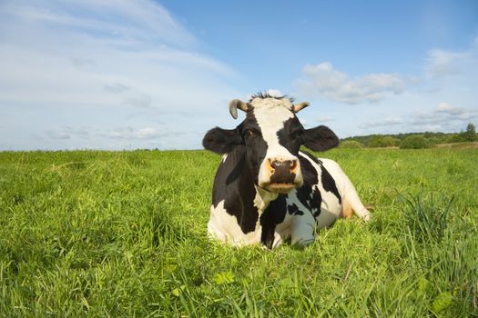 cow rest on the field