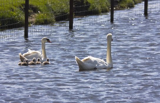 Swans and cygnet