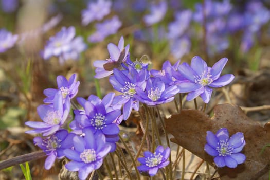 first spring flowers