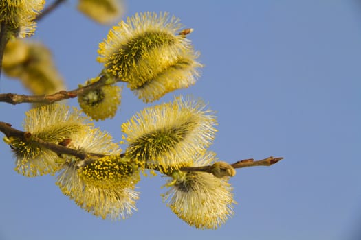 willow against the blue sky
