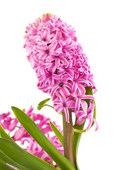 hyacinthus flower, isolated