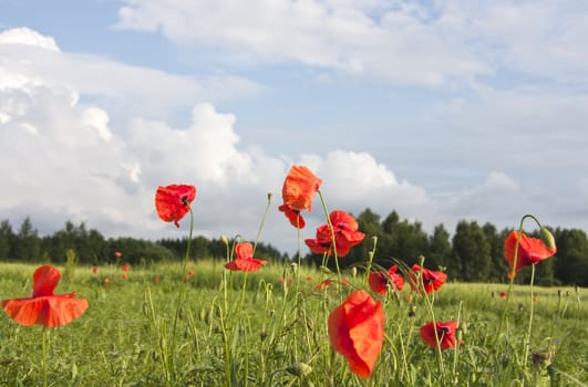 field of red poppies