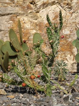 image of a cactus Opuntia ficus-indica in a garden