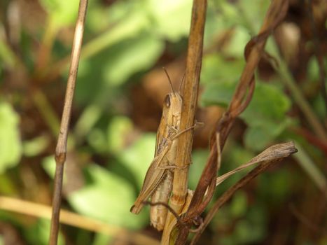 close up image of a little locust in grass