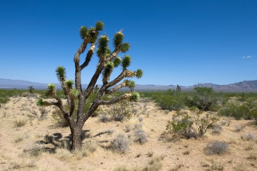 Joshua tree in the Mojave national park with the blue sky
