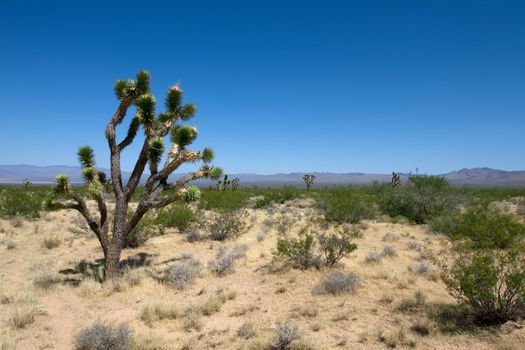 Joshua tree national park with blue sky