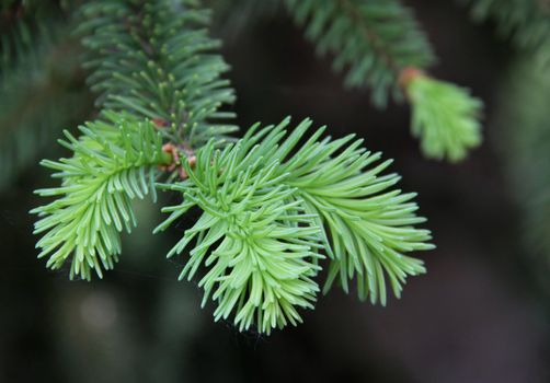 Close to Spruce Pine from the spring buds.