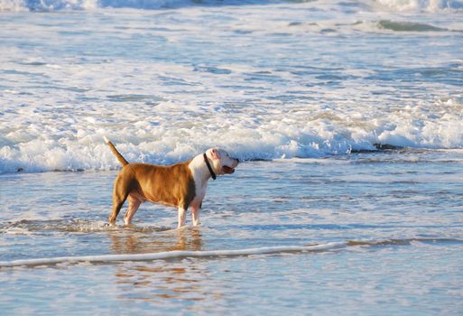 Dog standing on the beach and watching.