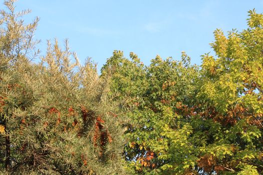 October. Sea bucktorn ant oak trees. Background.