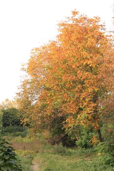 Walnut tree in october. Background