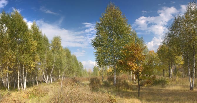 autemn forest over blue sky with white clouds