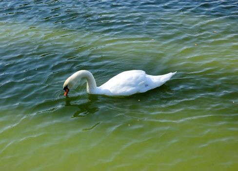 swan on lake and shadows on green water