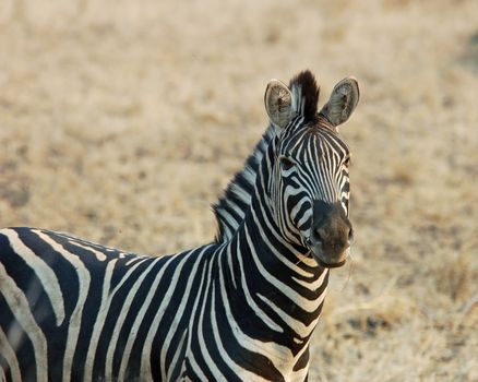 A Burchell's Zebra in the Kruger National Park, South Africa.