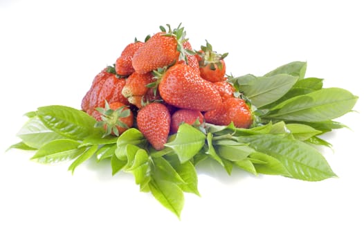 Freshly picked strawberries on a white background