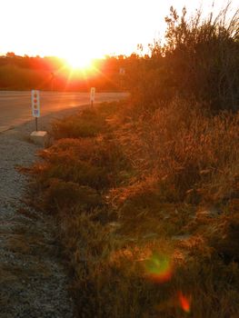 grass on the side of a road reflecting the sun as it rises