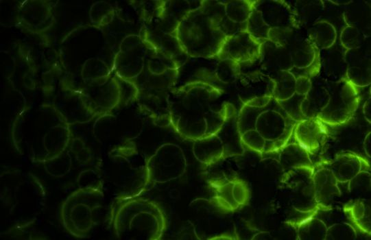 Microscopic Cell Organisms as an Abstract Art