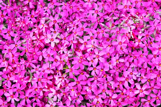 real pink flowers for natural background