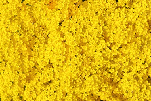 real yellow flowers for natural background