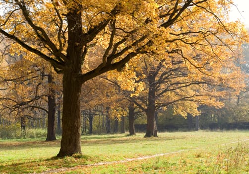 Old oaks in fall season
