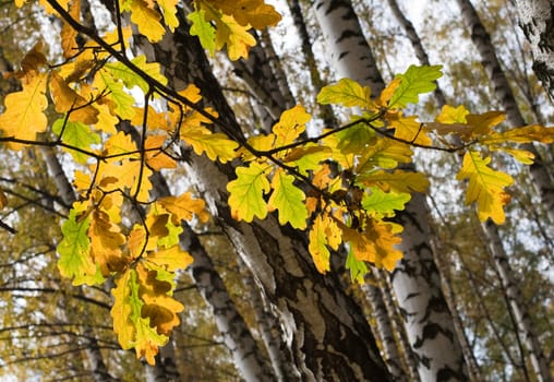 Oak leaves in fall season