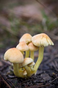 Toxic mushrooms spawn in forest undergrowth