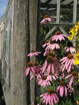 Daisy flowers on old wall background