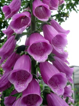 Foxglove (digitalis) flowers close up imige