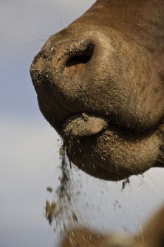 close up left view of a cow's nose eating feed with tongue out