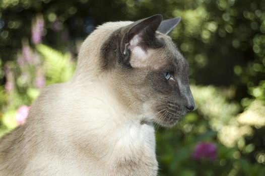 cute siamese domestic cat