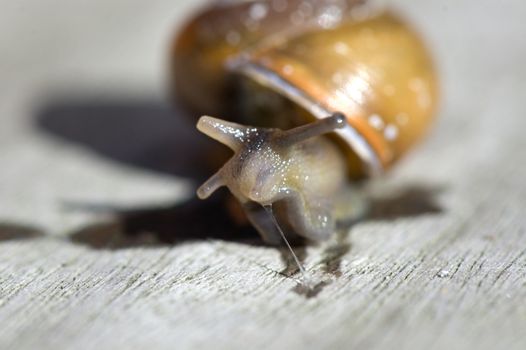 macro of snail on wooden table with slime