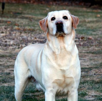 a purebred male yellow Labrador Retriever