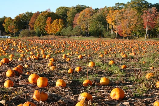 orange pumpkins in an open field, bordered by colorful trees in their autumn foliage, in Maine