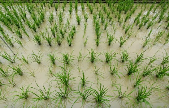 rice field