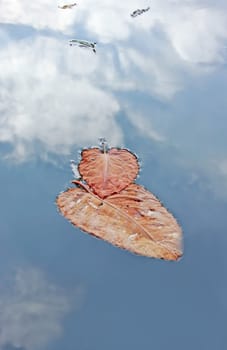 This image shows many leaves at water